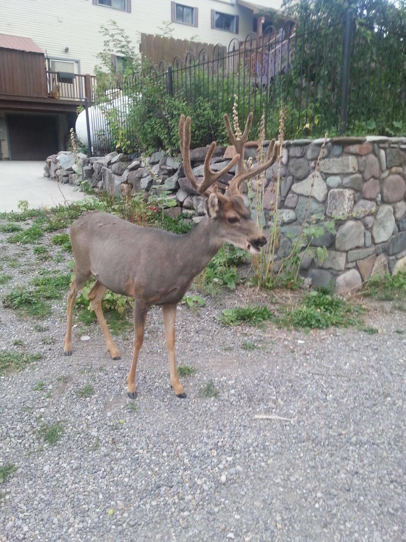 Rivers Edge Motel Lodge & Resort Ouray Bagian luar foto